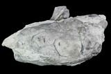 Fossil Crinoid, Blastoid, And Brachiopod Plate - Indiana #106299-3